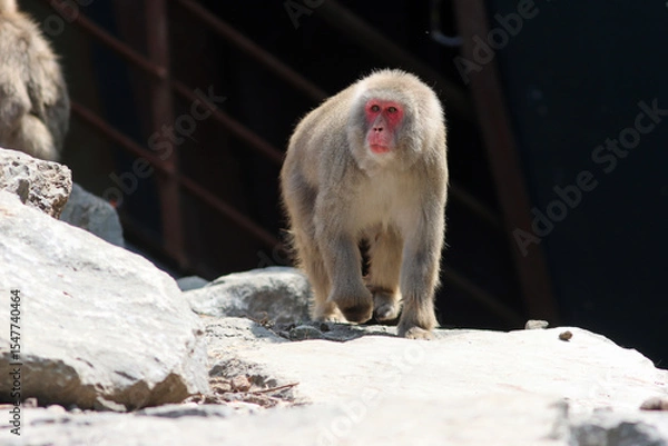 Obraz Japanese macaque walking against a black background, highlighting its posture, fur texture, and natural movement in a studio-like setting