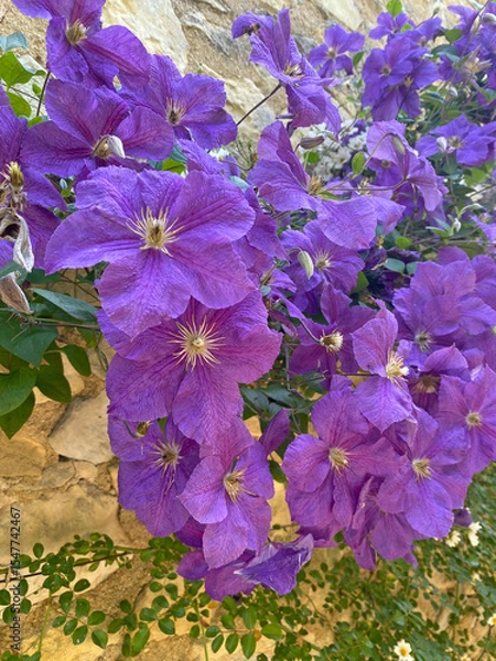 Obraz Close-up of vibrant purple clematis flowers in full bloom, showing delicate petals and natural texture in soft daylight