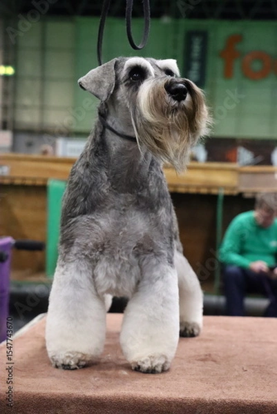 Obraz Miniature Schnauzer pepper and salt  standing alert on a dog show ring, groomed and poised for competition during a canine exhibition event
