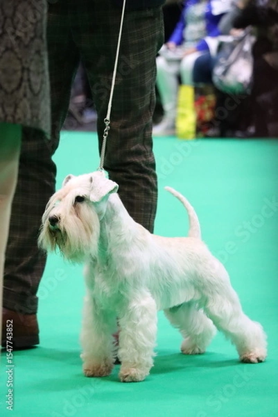 Obraz White Miniature Schnauzer standing alert on a dog show ring, groomed and poised for competition during a canine exhibition event