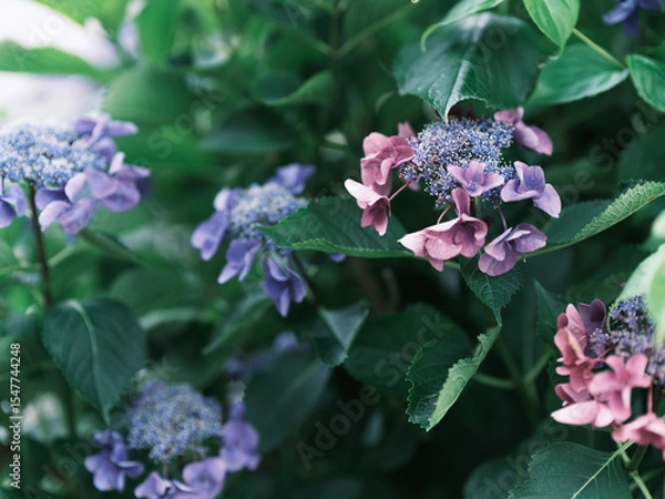 Fototapeta 紫陽花