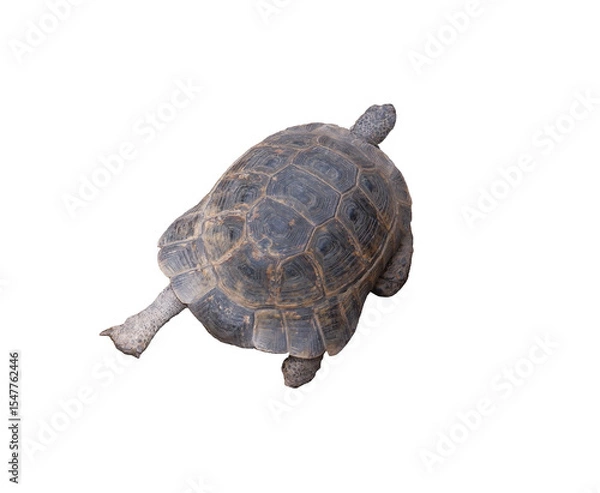 Fototapeta tortoise png