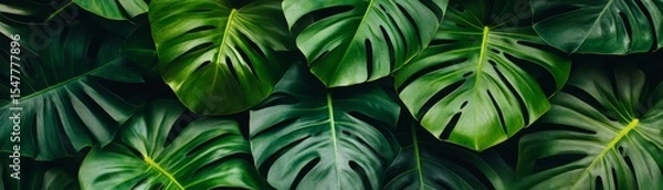 Fototapeta Lush Green Monstera Leaves Background, Tropical Foliage, Nature Texture, Plant Tropical Plants, Green Leaves