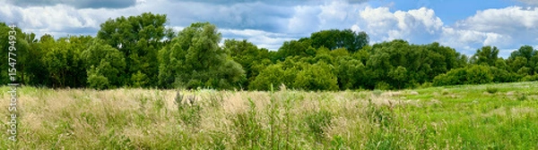Fototapeta Panoramic view of a summer meadow with tall grass and dense green trees under a dramatic sky. Perfect for backgrounds, banners, and nature-themed design.