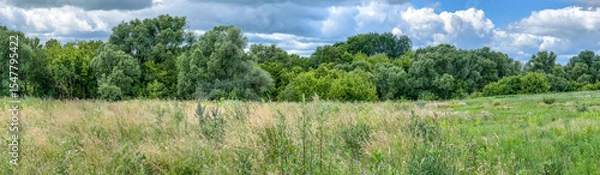 Fototapeta Panoramic view of a summer meadow with tall grass and dense green trees under a dramatic sky. Perfect for backgrounds, banners, and nature-themed design.