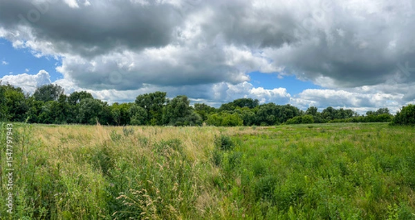 Fototapeta Panoramic view of a summer meadow with tall grass and dense green trees under a dramatic sky. Perfect for backgrounds, banners, and nature-themed design.