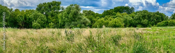 Fototapeta Panoramic view of a summer meadow with tall grass and dense green trees under a dramatic sky. Perfect for backgrounds, banners, and nature-themed design.