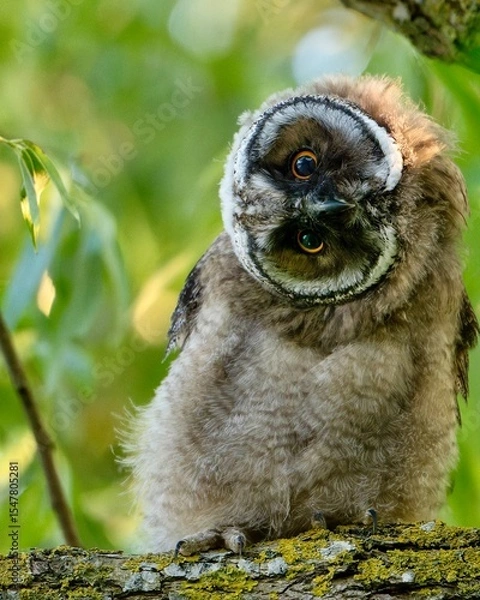 Fototapeta Long-eared owl