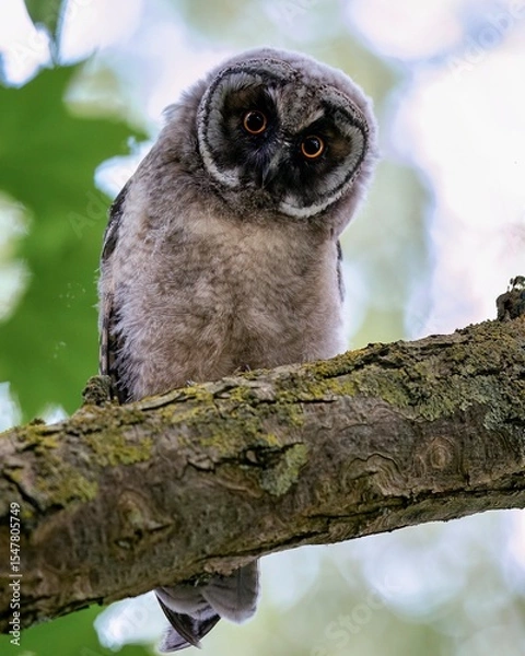 Obraz Long-eared owl