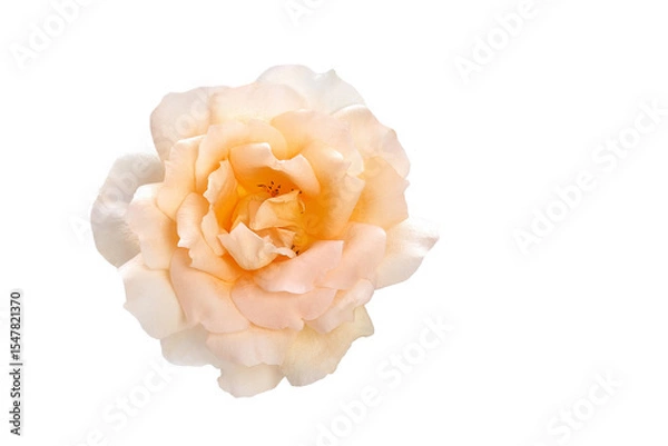 Fototapeta Delicate cream rose in close-up on a transparent PNG background. Minimalist and elegant floral element, perfect for digital design, overlays, packaging, or wedding graphics.