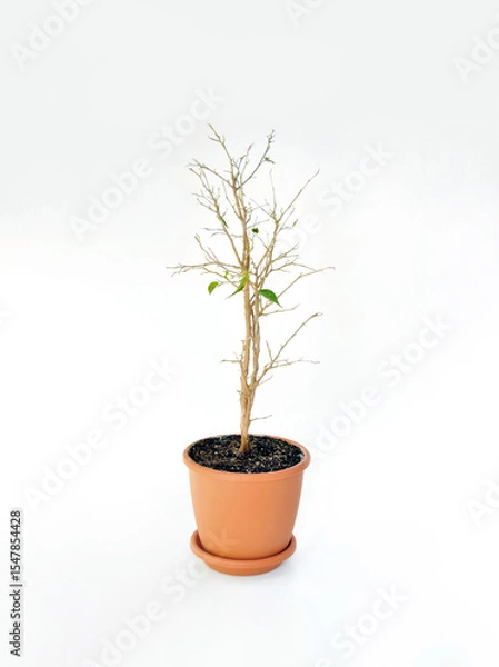 Fototapeta dead tree in a pot