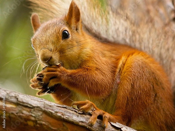 Fototapeta squirrel