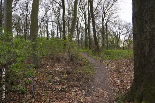 Obraz Young spring forest