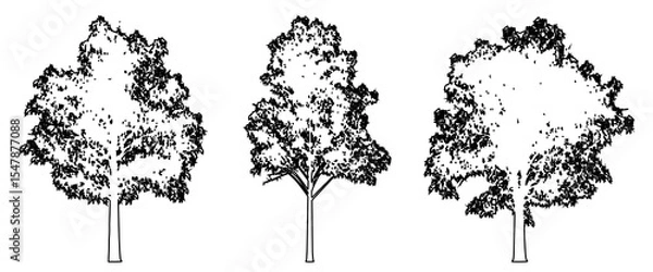 Fototapeta Set or collection of Blue Gum trees as a black line drawing silhouette on white background. Concept or conceptual vector for nature, planet, ecology conservation, strength, endurance and  beauty