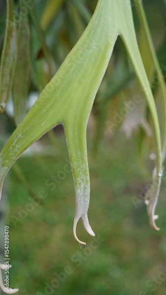Fototapeta Delicate green antler-like fronds reach downward in soft curves, showcasing the unique elegance of a staghorn fern in lush tropical surroundings.Delicate green antler-like fronds reach downward in sof