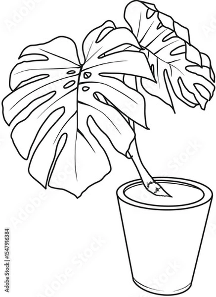 Fototapeta 몬스테라