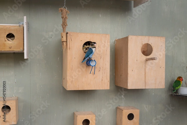 Fototapeta Birds resting in wooden nesting boxes with perches and openings