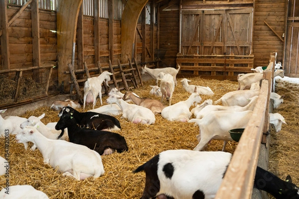 Fototapeta Goats resting in a cozy barn with straw bedding