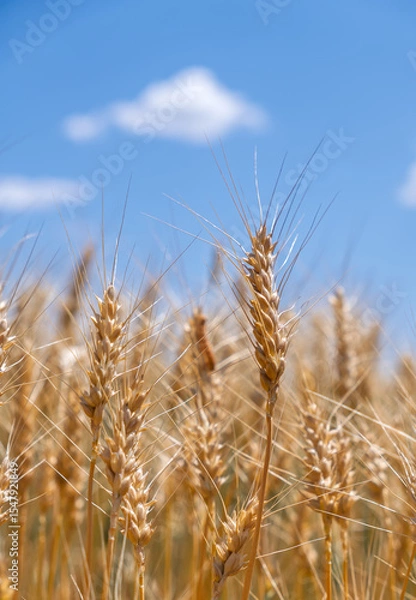Obraz Close-up of golden wheat ears on a background of blue sky and a white cloud. Rich harvest concept.Golden wheat field in summer. Ripe spikelets ready for harvest, with a beautiful sky in the background