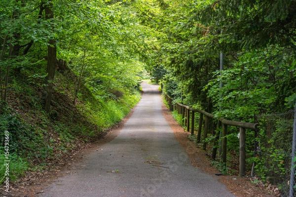 Fototapeta Path in Woods Stone Rocks Perspective Nature Peaceful Walking