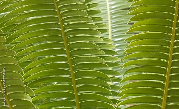 Fototapeta Close-up on backlit green tropical palm fern leaves in sunlight creates a natural textured background pattern	