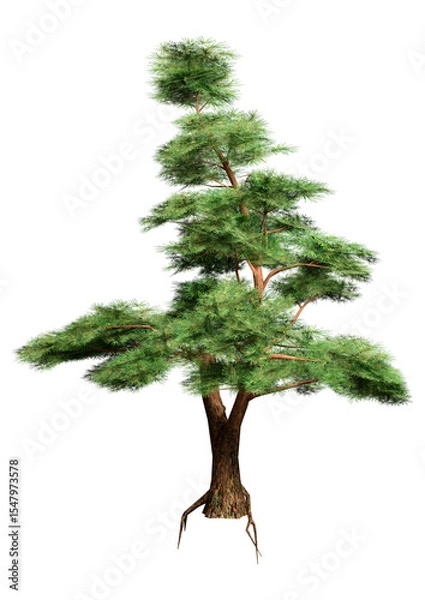 Fototapeta 3D Rendering Pine Tree on White