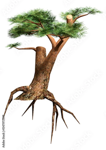 Fototapeta 3D Rendering Pine Tree on White