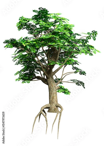 Fototapeta 3D Rendering Ash Tree on White