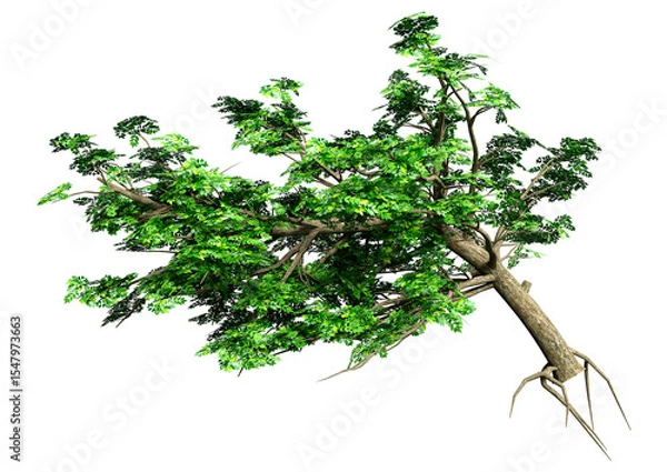 Fototapeta 3D Rendering Ash Tree on White