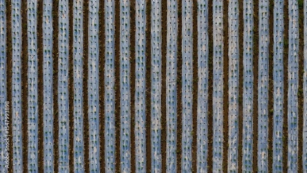 Fototapeta Abstract top-down aerial view of agricultural rows covered with plastic mulch, showcasing modern farming techniques for seedlings