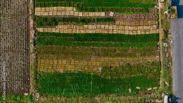 Fototapeta Top-down aerial view of meticulously arranged rice seedling trays, showcasing vibrant green and brown patterns in an agricultural field