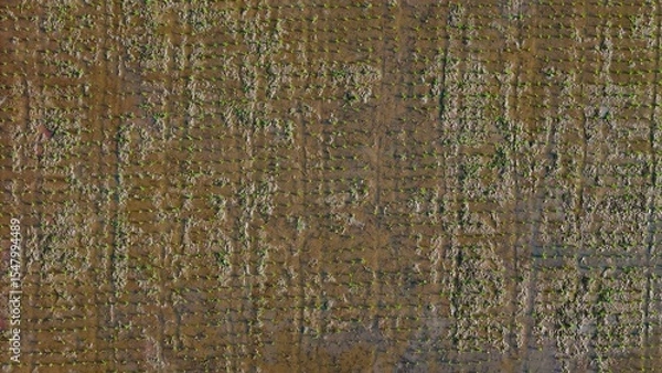 Obraz Minimalist top-down aerial view of freshly planted rice seedlings in a muddy paddy, creating a dotted green pattern on brown