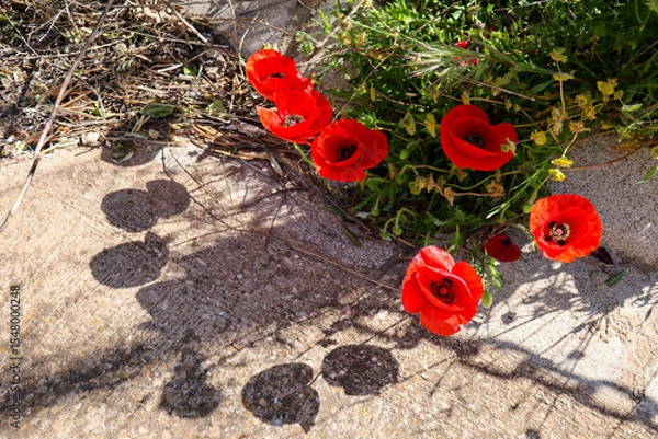 Fototapeta Colorful poppies drawing an imaginary big heart with her shadow