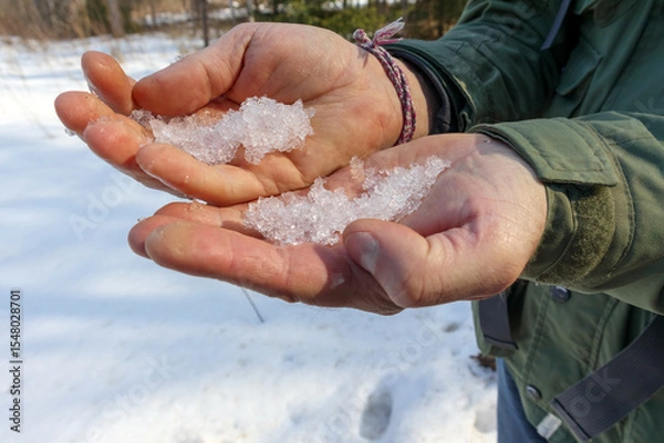 Fototapeta 
human hands holding handfuls of melting snow or ice, with snowy ground and blurred trees in the background.