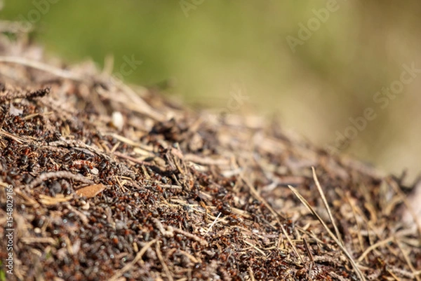 Fototapeta 
A close-up of an anthill made of earth, needles, and twigs, with a blurred green background.