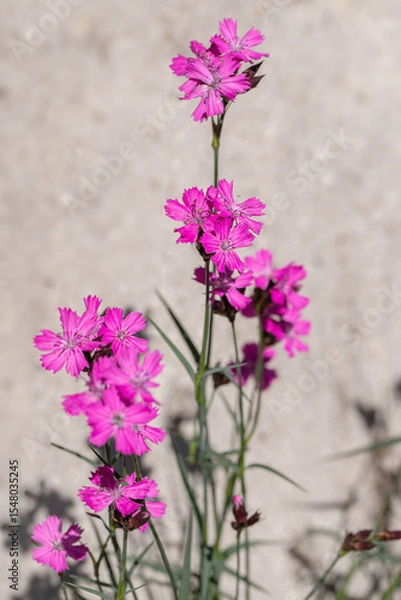 Fototapeta Carthusian pink (Dianthus carthusianorum). Grows outside, before light background.