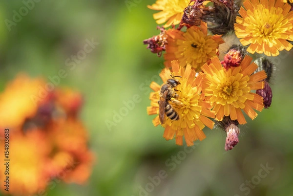 Fototapeta Orange hawkweed (Hieracium aurantiacum) in bloom with a wild bee.