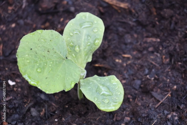 Fototapeta Butternut Squash growing in garden