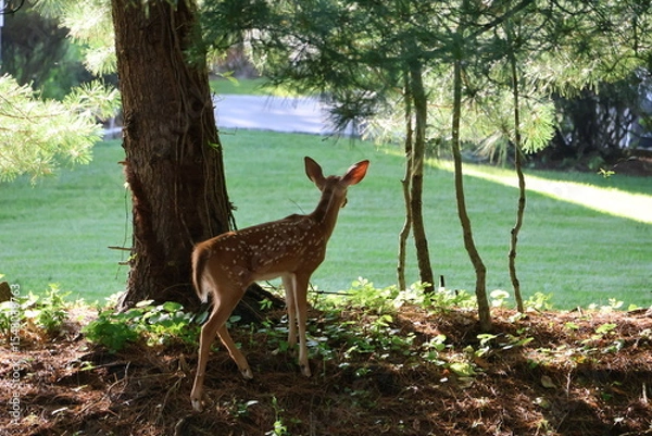 Fototapeta Curious fawn exploring a neigborhood