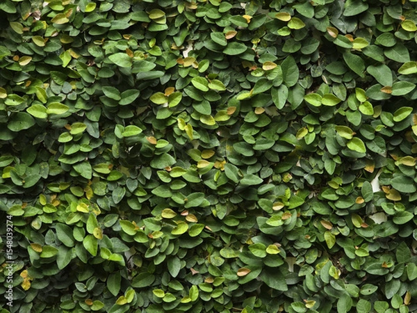 Obraz Lush green leaves create vibrant and natural wall, showcasing various shades of green and healthy, thriving appearance. This foliage adds refreshing touch to any environment