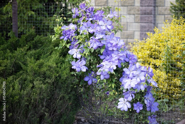 Obraz Spring Elegance: Lilac and Pink Clematis in Bloom