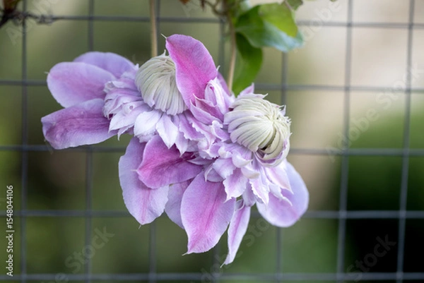 Obraz Close-Up of Blooming Clematis with Green Foliage