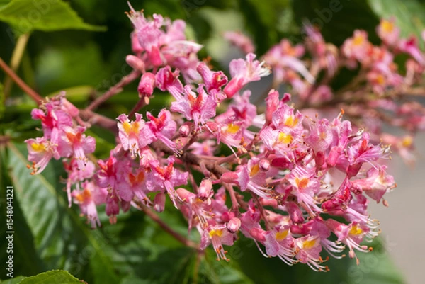 Obraz Macro Shot of Pink Chestnut Blossoms in Spring Light
