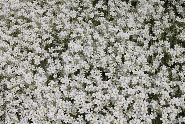 Obraz Background of Small White Garden Flowers in Bloom – Soft Natural Floral Texture for Spring and Summer Designs, Botanical Nature Wallpaper with Delicate Petals and Greenery