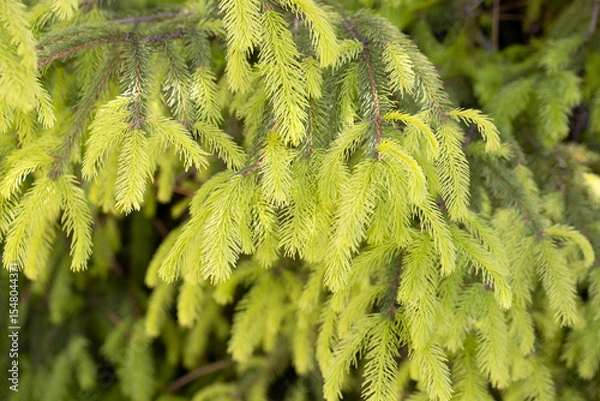 Obraz Fresh Young Spruce Branches with Soft Green Needles – Natural Evergreen Background for Nature, Eco, Forest, and Seasonal Design Projects, Close-Up of Fir Tree Foliage in Spring Light