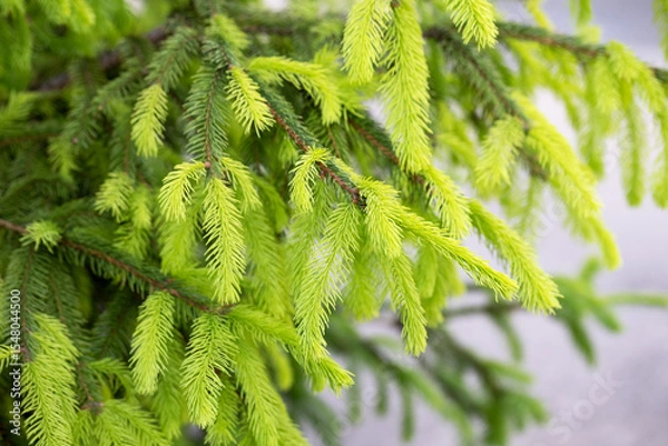 Obraz Close-Up of Fresh Green Spruce Branches with Blurred Background – Soft Focus Evergreen Texture for Eco-Friendly Design, Botanical Themes, and Natural Spring or Summer Concepts