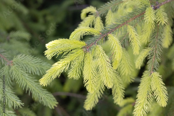 Obraz Young Spruce Branches with Soft Blurred Background – Fresh Green Needles and Bokeh Light for Natural Evergreen Texture, Eco Design, Forest Concept, and Spring Seasonal Nature Projects