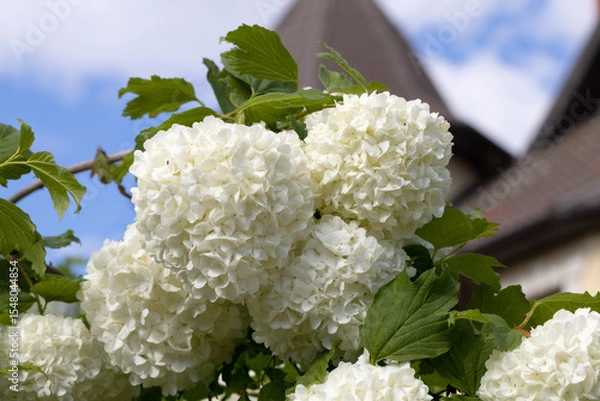 Obraz White Hydrangea Flowers Blooming in Garden – Horizontal Floral Scene with Soft Petals and Green Foliage for Nature Background, Wedding Decor, Botanical Design, or Summer Landscape Use