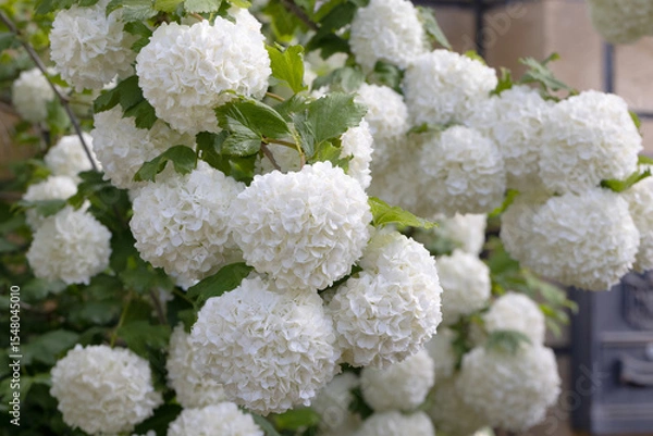 Obraz White Hydrangea Flowers Blooming in Garden – Horizontal Floral Scene with Soft Petals and Green Foliage for Nature Background, Wedding Decor, Botanical Design, or Summer Landscape Use