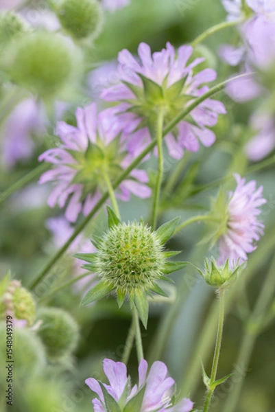 Fototapeta Seedhead of a field scabious (Knautia arvensis).